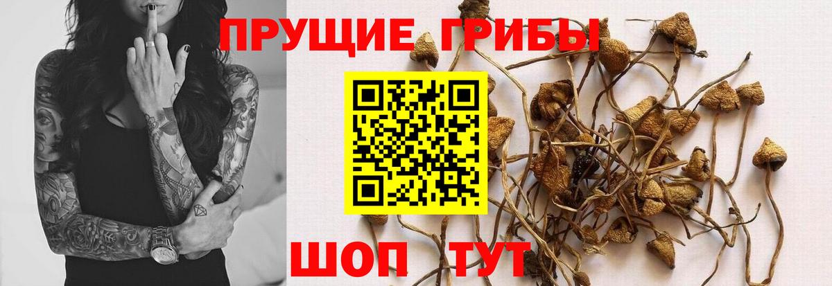 Лангепас  Псилоцибиновые грибы Psilocybe  Вход с VPN 